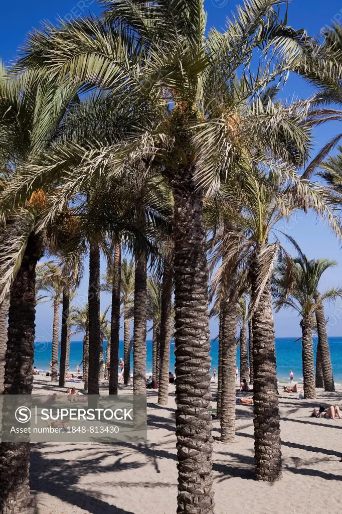 Palm trees on the beach, Costa del Sol, Torremolinos, Málaga province, Andalusia, Spain
