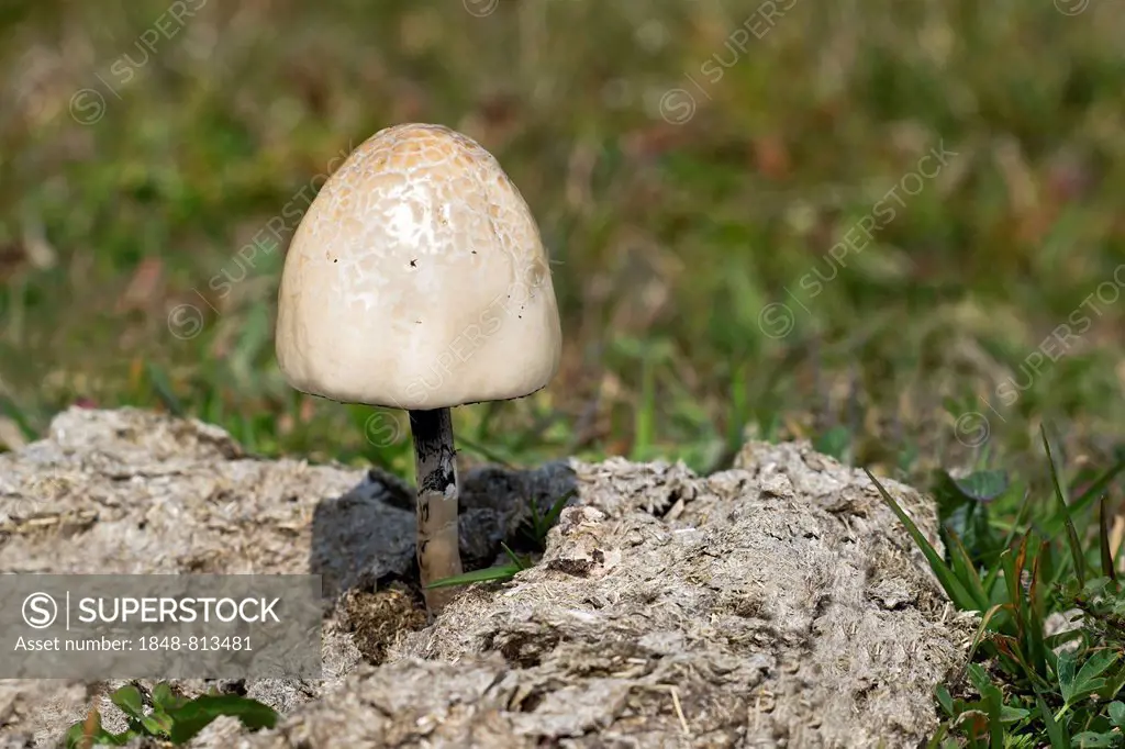Shiny Mottlegill or Egghead Mottlegill (Panaeolus semiovatus), Südtirol, Italy
