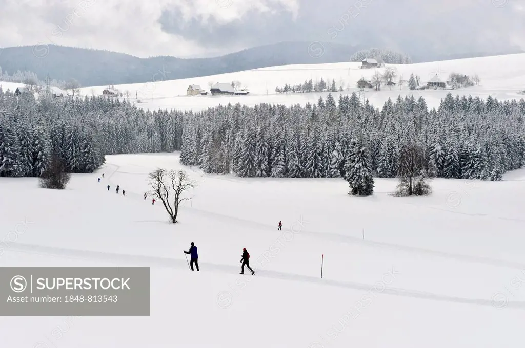 Snow-covered winter landscape with cross-country skiers, Breitnau, Black Forest, Baden-Württemberg, Germany