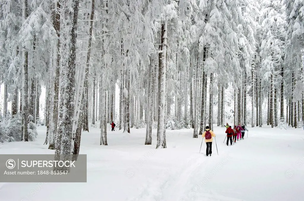 Snow-covered forest with cross-country skiers, Thurner, Sankt Märgen, Black Forest, Baden-Württemberg, Germany