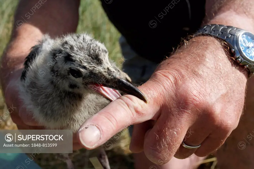 Scientific examination of a juvenile Lesser Black-backed Gull (Larus fuscus), East Frisian Islands, East Frisia, Lower Saxony, Germany