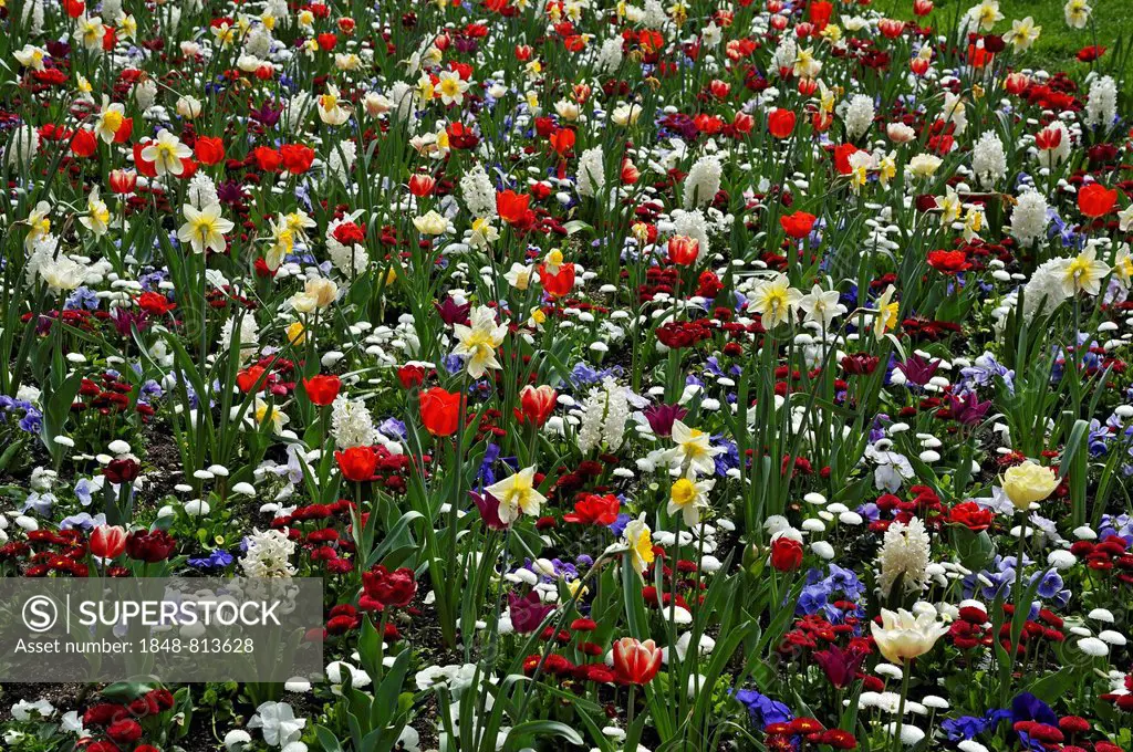 Meadow with spring flowers, Haidhausen, Munich, Upper Bavaria, Bavaria, Germany