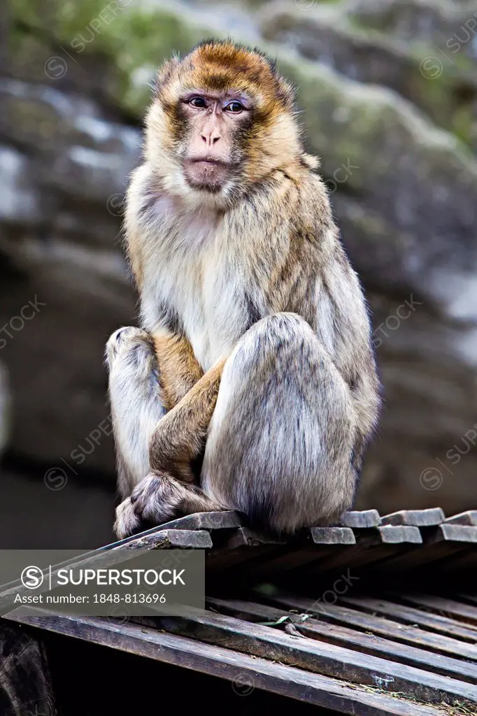 Barbary Macaque (Macaca sylvanus) in Tiergarten Schoenbrunn zoo, Vienna, Vienna State, Austria