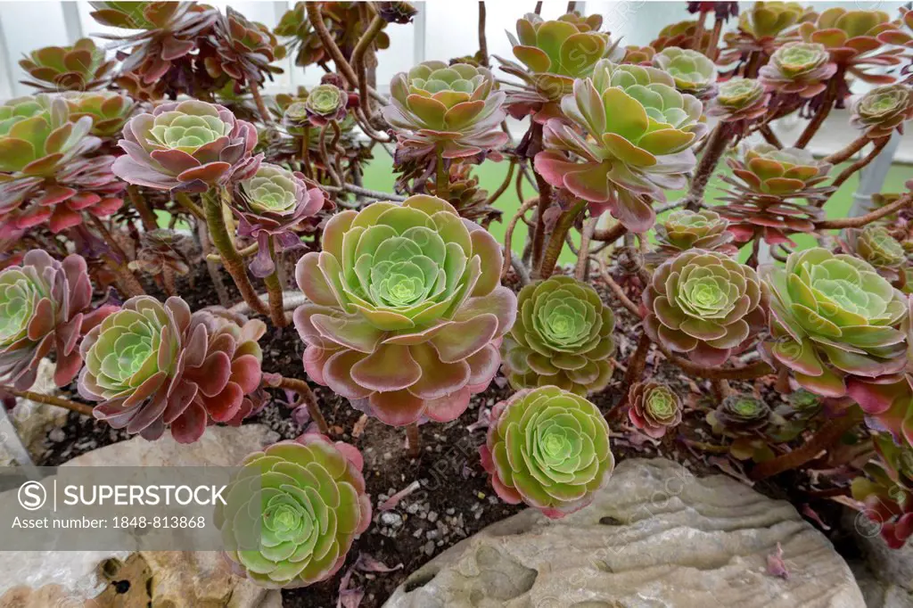 Tree Aeonium (Aeonium arboreum var holochrysum), Glasgow Botanic Gardens, Glasgow, Scotland, United Kingdom