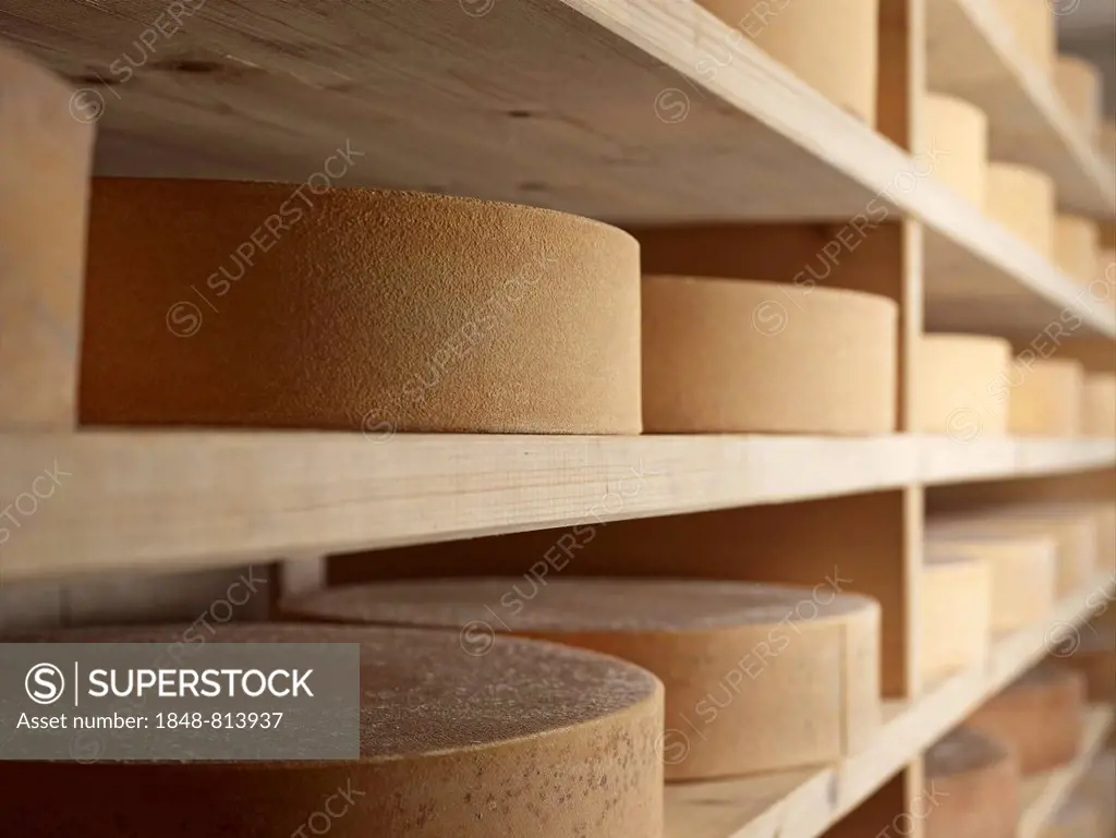 Storing mountain cheese, Steinbergalm, Inneralpbach, Alpbach, Tyrol, Austria