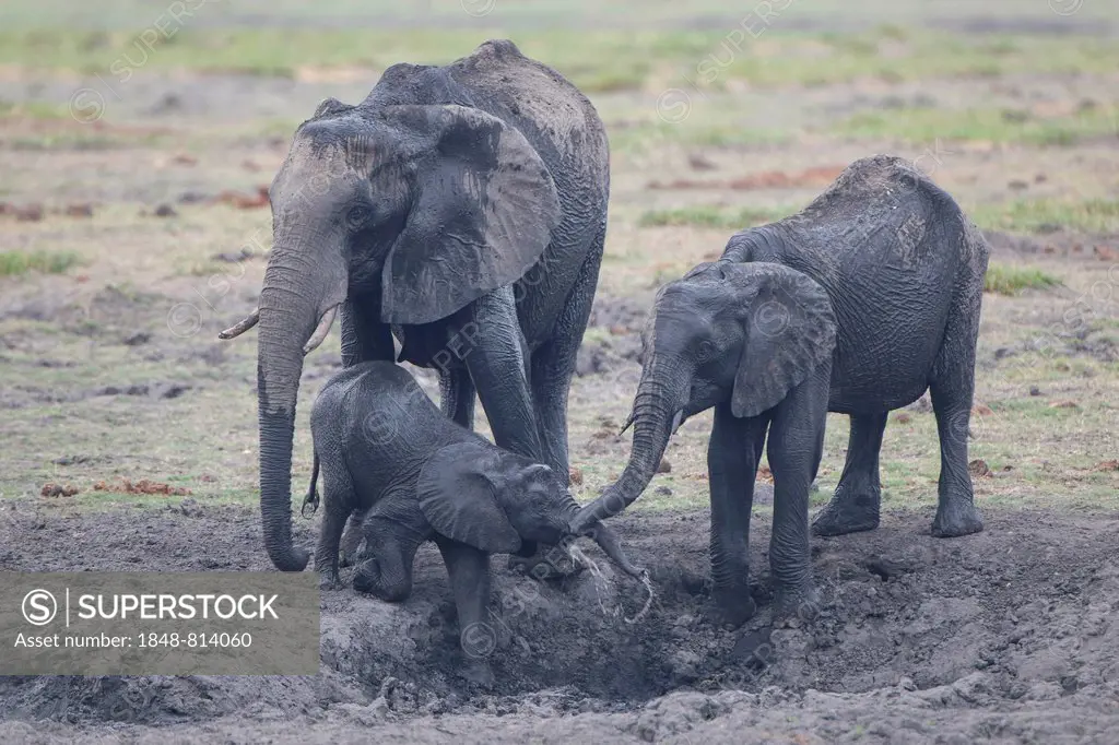 African elephants (Loxodonta africana) with calf, Savute, North-West District, Botswana