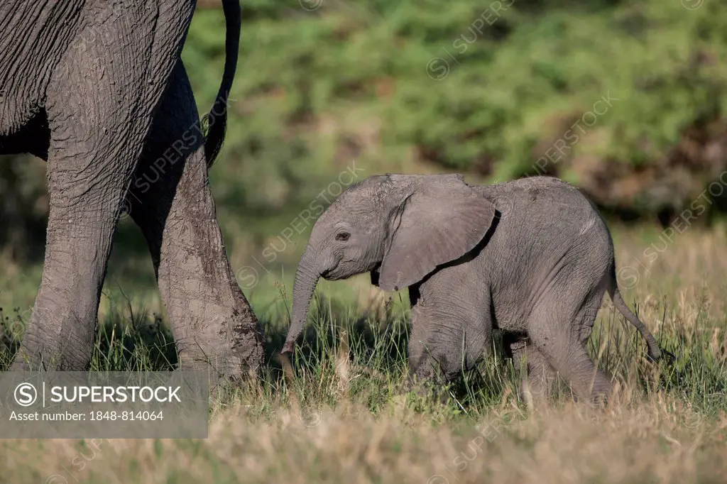 African Elephant (Loxodonta africana), calf walking next to its mother, Savute, North-West District, Botswana