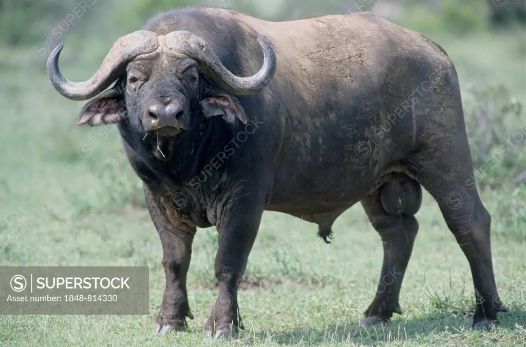 African Buffalo or Cape Buffalo (Syncerus caffer), Chobe National Park, North-West District, Botswana