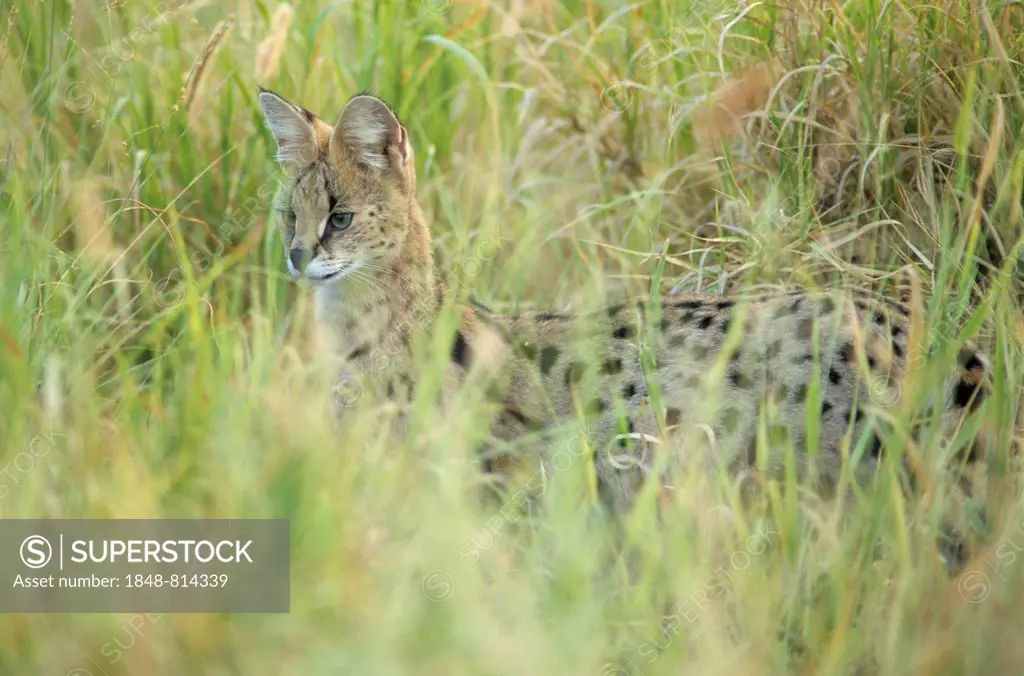 Serval (Felis serval), Kruger National Park, South Africa