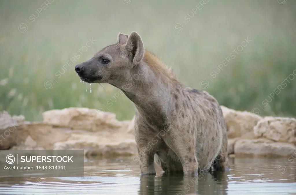 Spotted Hyena (Crocuta crocuta), Kgalagadi Transfrontier Park, South Africa