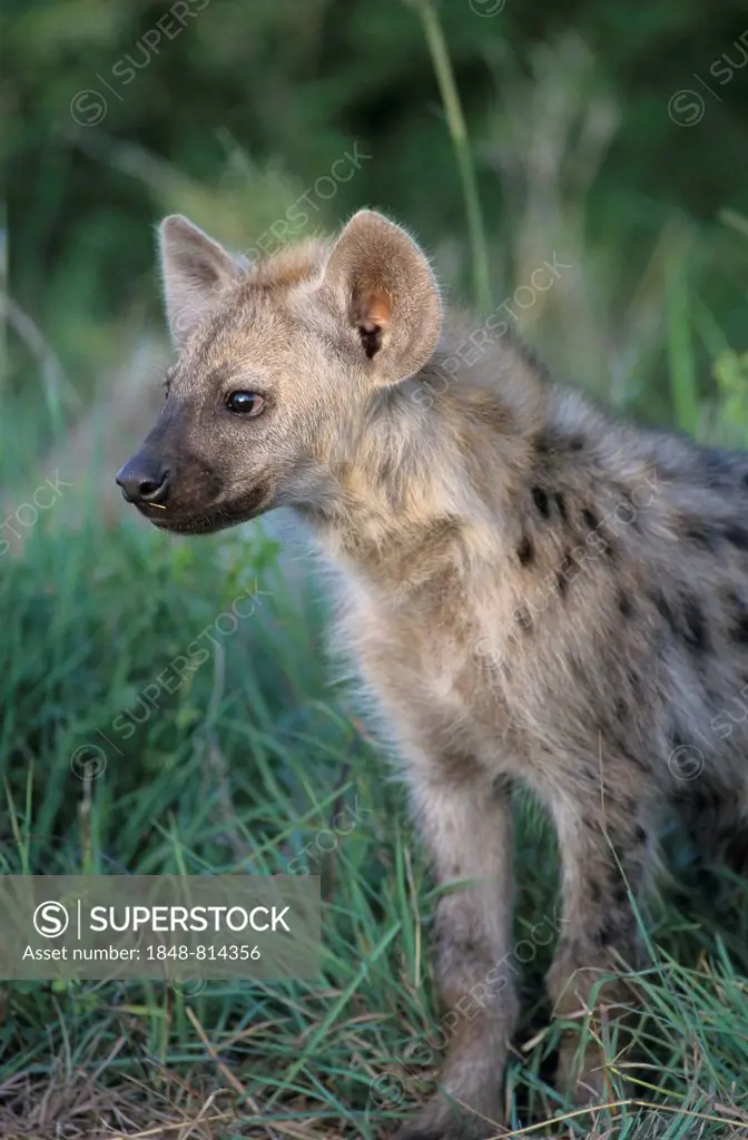 Spotted Hyena (Crocuta crocuta), young, cub, Kgalagadi Transfrontier Park, South Africa