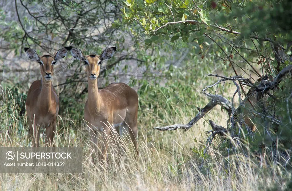 Impalas (Aepyceros melampus), Kruger National Park, Skukuza, South Africa
