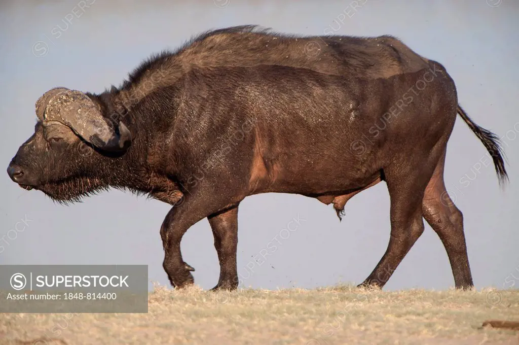 African Buffalo or Cape Buffalo (Syncerus caffer), Chobe Waterfront, Chobe National Park, North-West District, Botswana