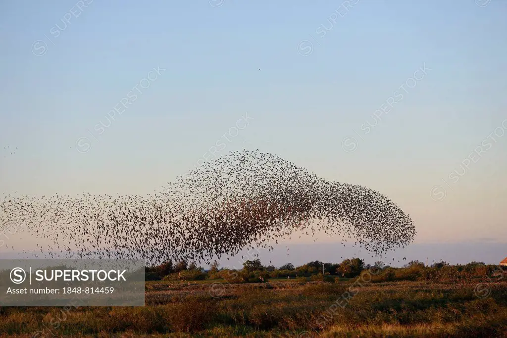 Large flock of Starlings (Sturnus vulgaris) during an evening flight to the roost, Aventoft, North Frisia, Schleswig-Holstein, Germany