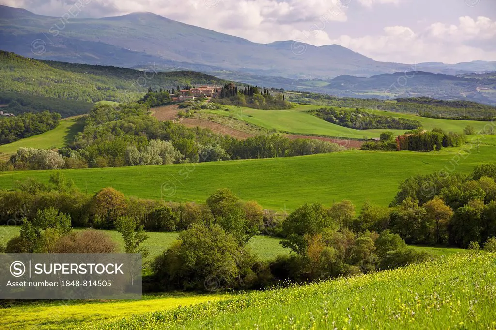 Hilly landscape of the Crete Senesi region, Torrenieri, Montalcino, Province of Siena, Tuscany, Italy