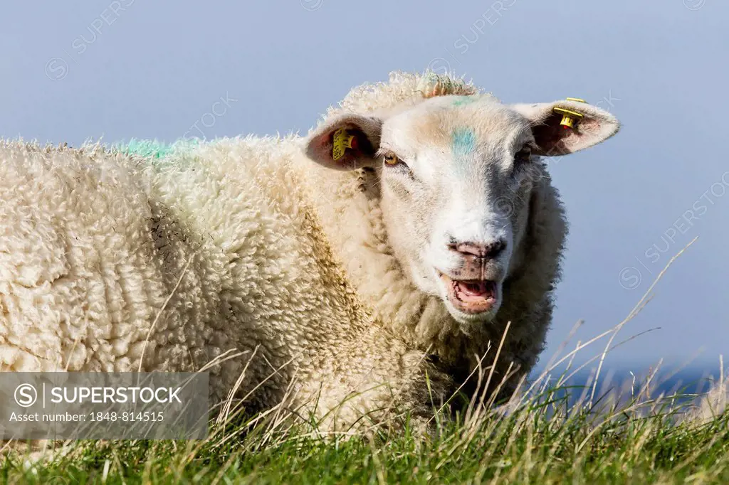 Sheep on a dyke, Schleswig-Holstein, Germany
