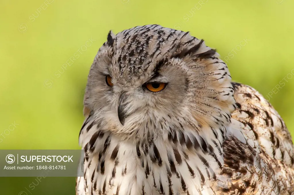 Siberian Eagle Owl (Bubo bubo sibiricus), captive, Saarland, Germany