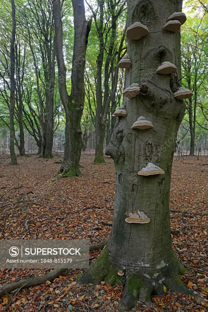 Tinder fungus (Fomes fomentarius) on beech trunk(Fagus sylvatica), Tinner Loh nature reserve, Emsland, Lower Saxony, Germany