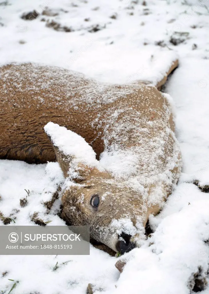 Dead Deer (Capreolus capreolus) in the snow, Germany