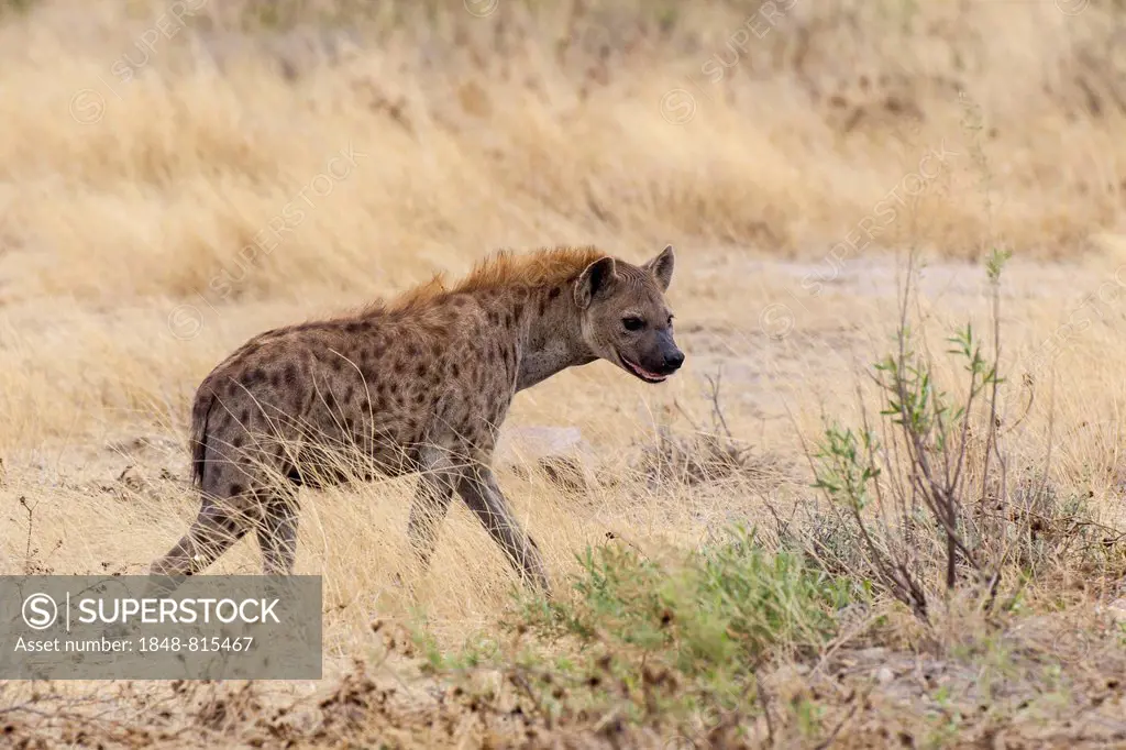 Spotted Hyena or Laughing Hyena (Crocuta crocuta), Etosha National Park, Namibia