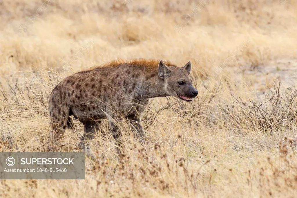 Spotted Hyena or Laughing Hyena (Crocuta crocuta), Etosha National Park, Namibia