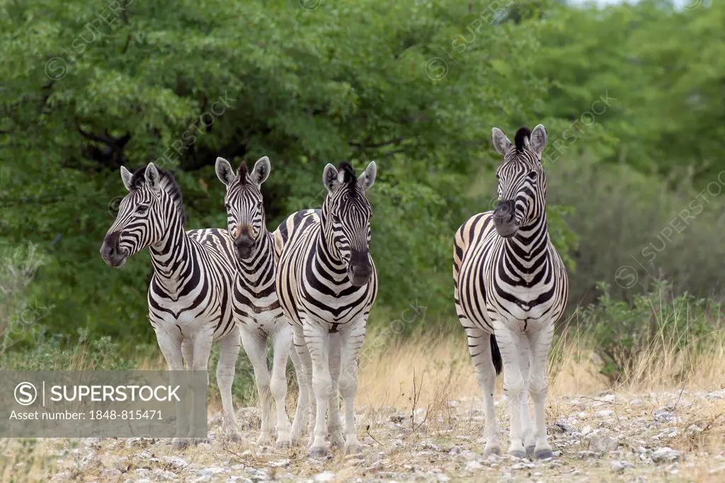 Plains Zebras or Burchell's Zebras (Equus quagga), Etosha National Park, Namibia