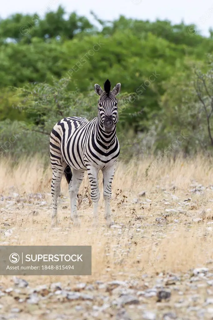 Plains Zebra or Burchell's Zebra (Equus quagga), Etosha National Park, Namibia