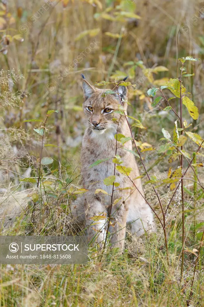Eurasian Lynx (Lynx lynx) in an autumnal environment, Tierfreigehege Falkenstein outdoor animal enclosure, Bavarian Forest National Park, Bavaria, Ger...