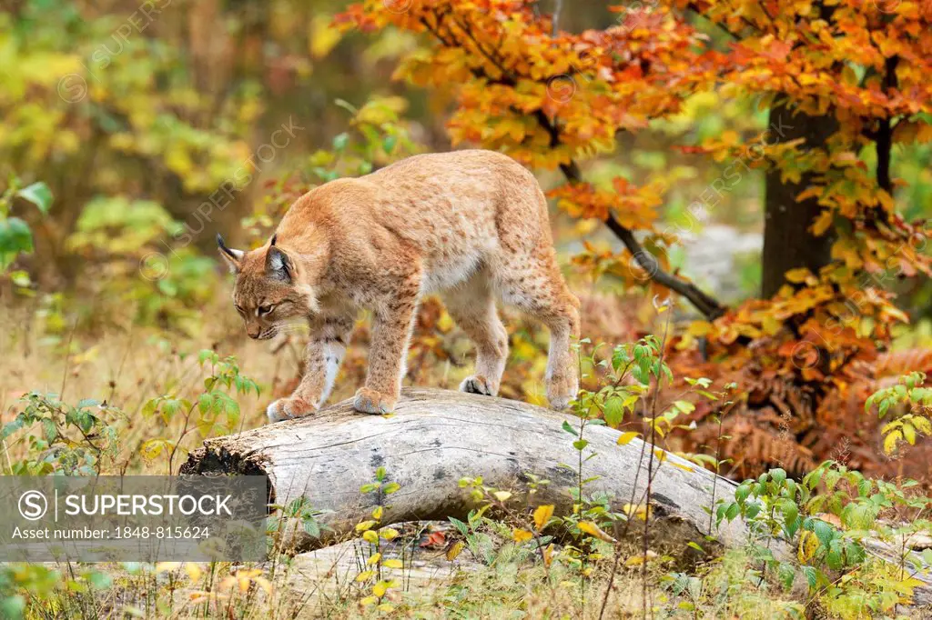 Eurasian Lynx (Lynx lynx) walking along a tree trunk in an autumnal environment, Tierfreigehege Falkenstein outdoor animal enclosure, Bavarian Forest ...