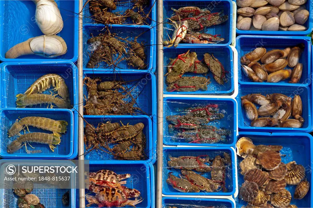 Basins with live marine animals for sale, Sai Kung, Hong Kong, China