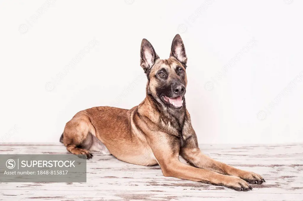 Malinois or Belgian Shepherd Dog, lying down, Germany