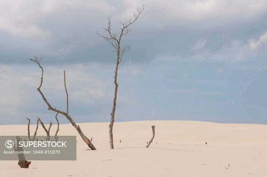 Shifting sand dunes slowly but inexorably swallowing up adjacent trees, Slowinski National Park, Pomeranian Voivodeship, Poland
