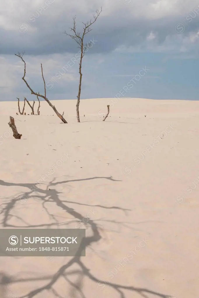 Shifting sand dunes slowly but inexorably swallowing up adjacent trees, Slowinski National Park, Pomeranian Voivodeship, Poland