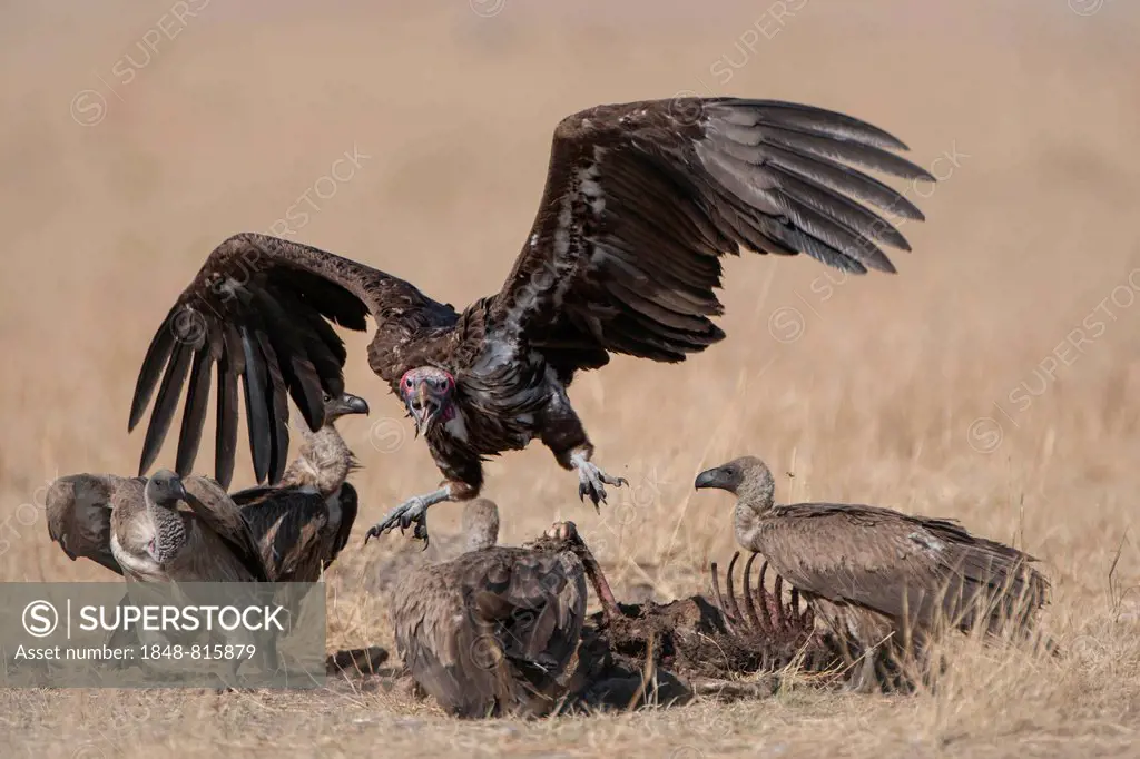 Lappet-faced Vulture or Nubian Vulture (Torgos tracheliotus) fighting with Cape Vultures (Gyps coprotheres) over a carcass, North-West District, Botsw...