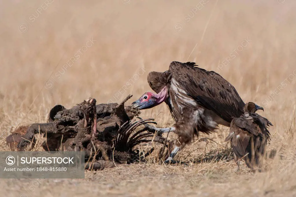 Lappet-faced Vulture or Nubian Vulture (Torgos tracheliotus) with Cape Vultures (Gyps coprotheres) feeding on a carcass, North-West District, Botswana