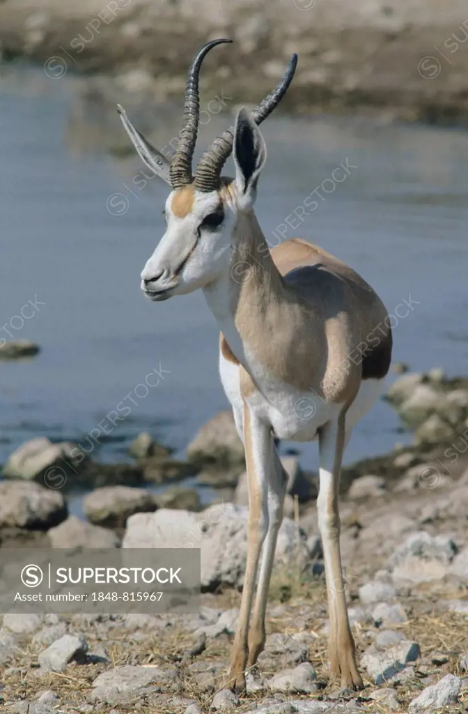 Springbok (Antidorcas marsupialis), Kgalagadi Transfrontier Park, South Africa