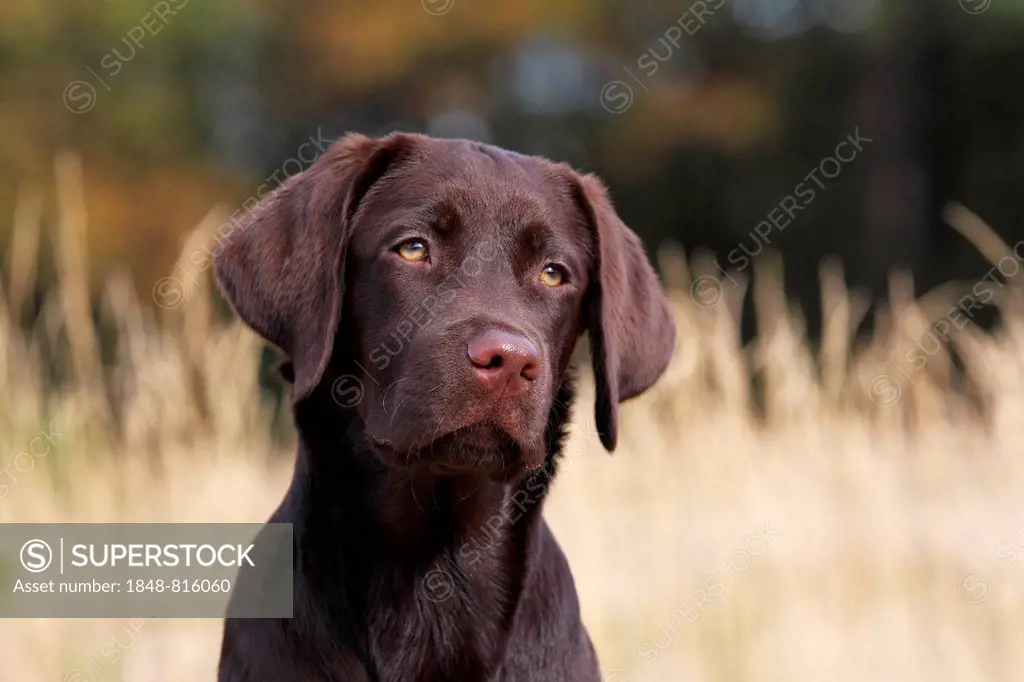 Chocolate Labrador Retriever, female, five months, Germany
