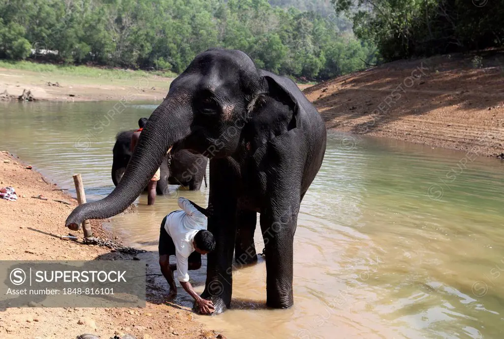 Mahout cleaning an Asian Elephant (Elephas maximus), Kappukadu Elephant Rehabilitation Centre, Kottur, Kerala, India