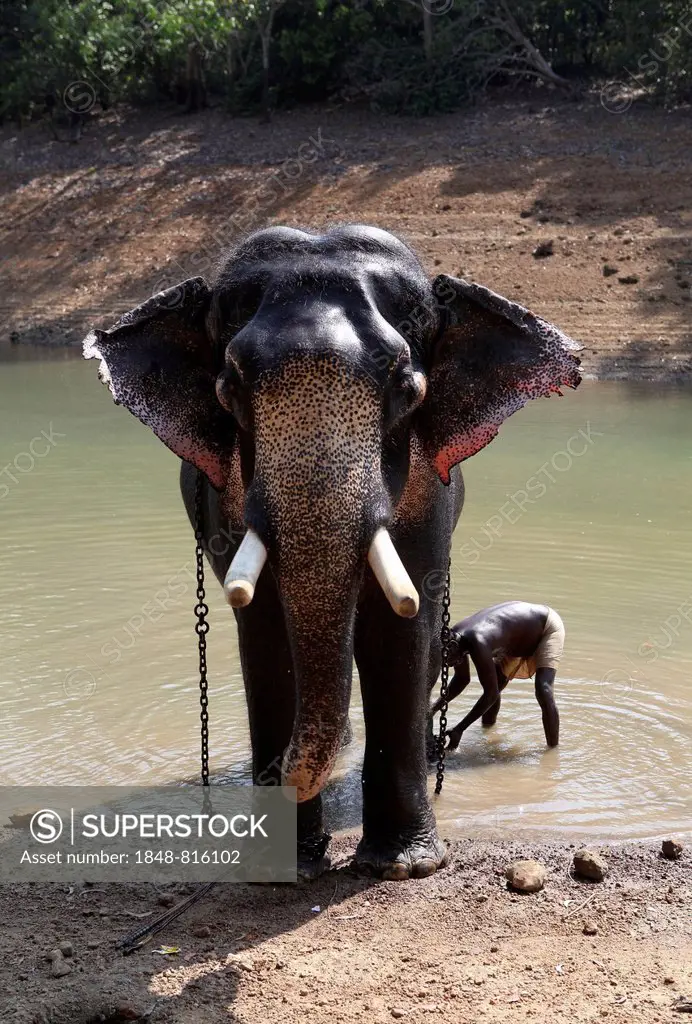 Mahout cleaning an Asian Elephant (Elephas maximus), Kappukadu Elephant Rehabilitation Centre, as long as the stick remains on the front foot, the ele...