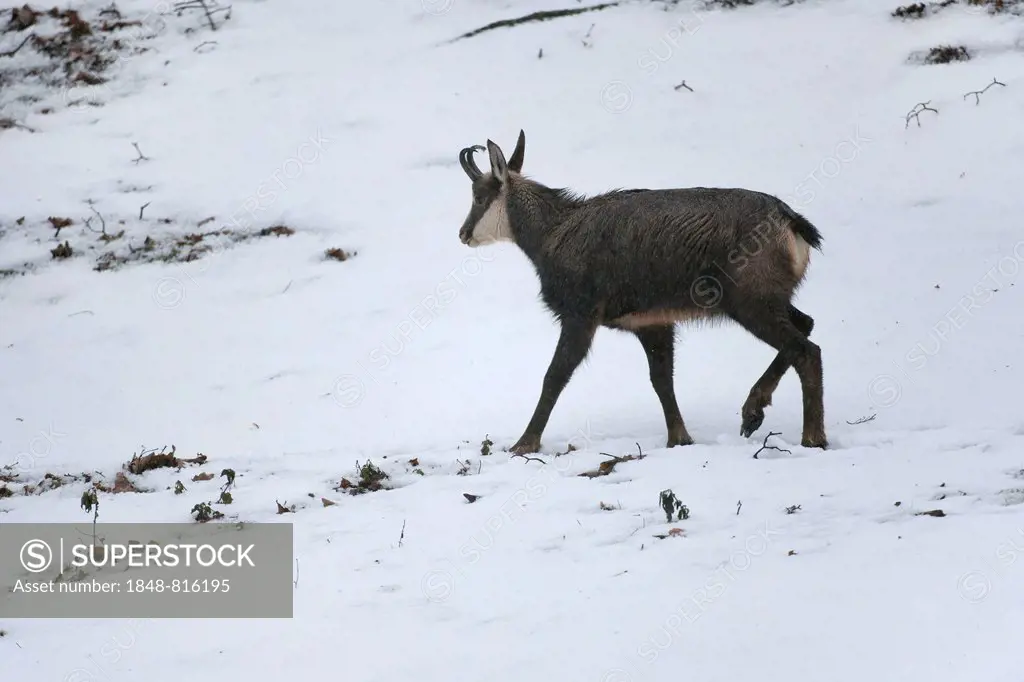 Chamois (Rupicapra Rupicapra) in the snow, Hesse, Germany