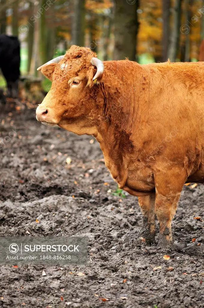 Red-brown cow, crossing between Limousin and Simmental, standing in the mud, Bavaria, Germany