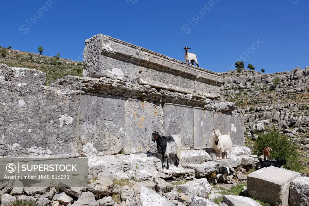 Goats standing on the ruins of the ancient city of Selge, Selge, Pisidia, Köprülü Canyon National Park, Antalya Province, Turkey