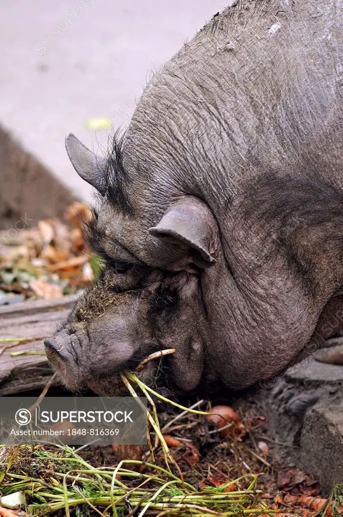 Vietnamese Pot-bellied Pig, Bavaria, Germany