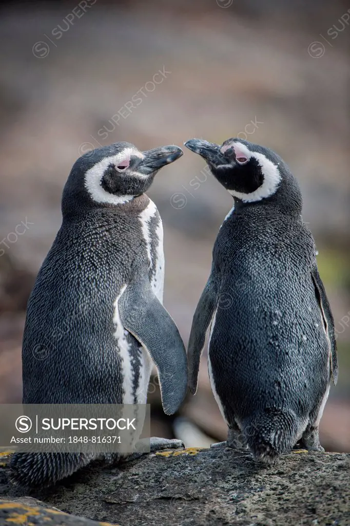 Magellanic Penguins (Spheniscus magellanicus), Carcass Island, Falkland Islands