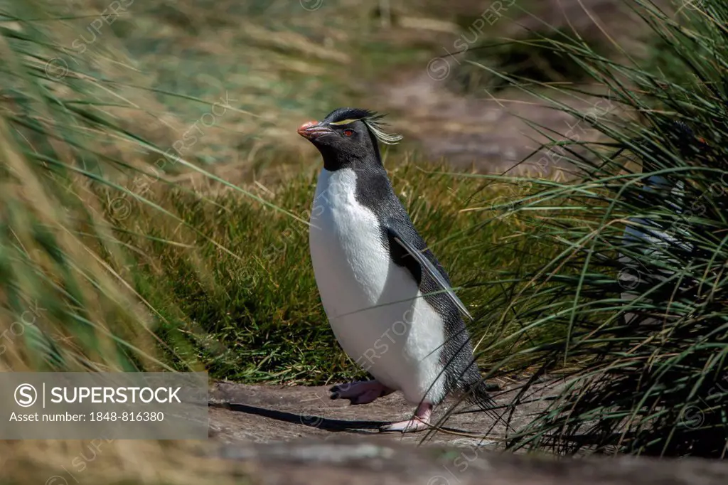 Rockhopper Penguin (Eudyptes chrysocome), Carcass Island, Falkland Islands