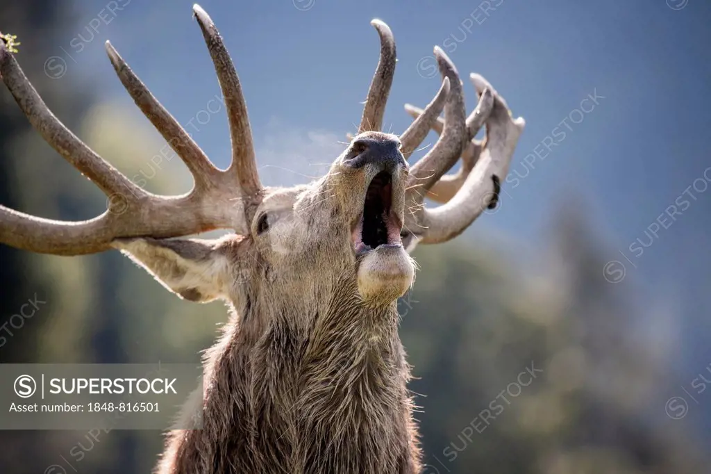 Belling Red Deer (Cervus elaphus), Aurach wildlife park, Tyrol, Austria