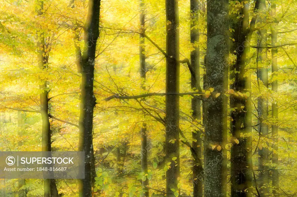 Autumnal beech forest, Bavarian Forest National Park, Bavaria, Germany