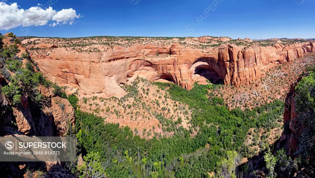 The wooded Betatakin Canyon with the Anasazi cliff dwellings, from Betatakin Overlook, Navajo National Monument, Arizona, United States