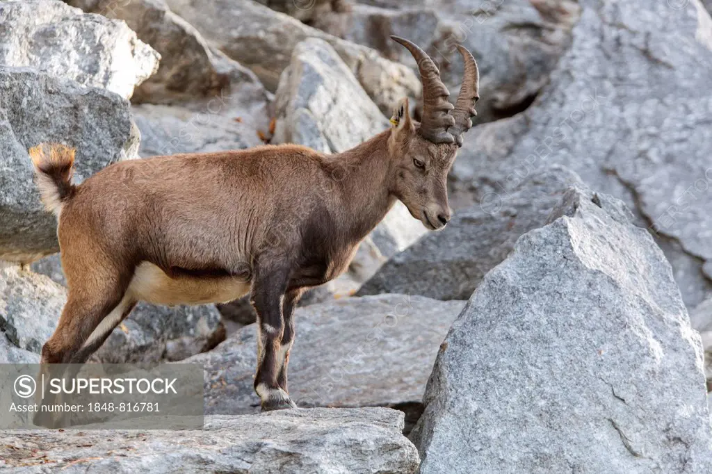 Alpine Ibex (Capra ibex), Tyrol, Austria