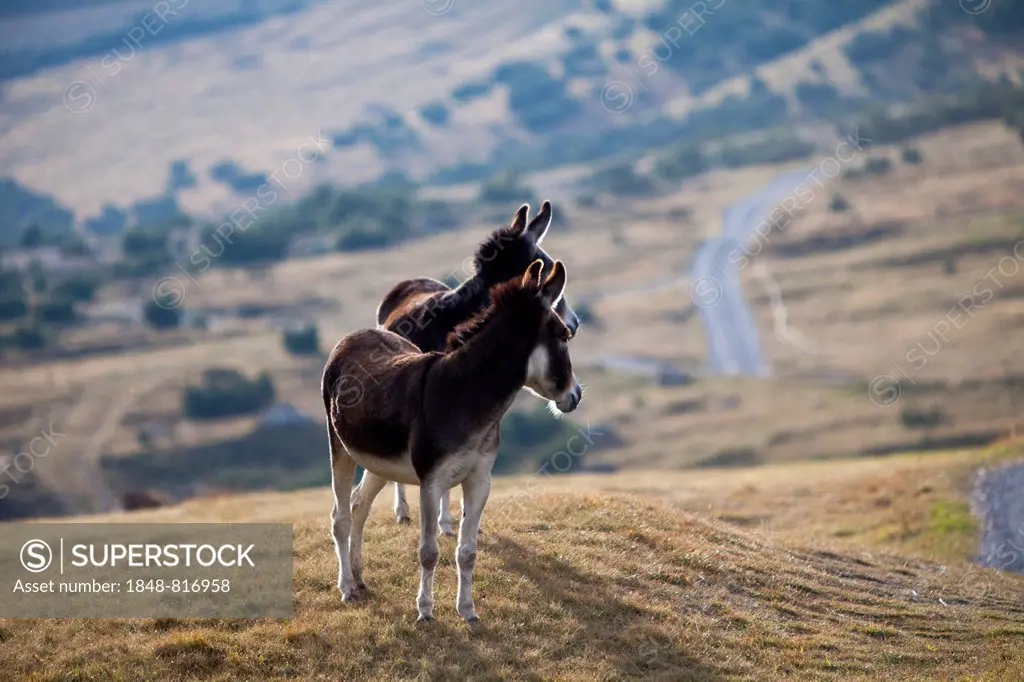 Donkeys (Equus asinus asinus) on a mountain pasture in the valley Val Federia, Sondrio province, Lombardy, Italy